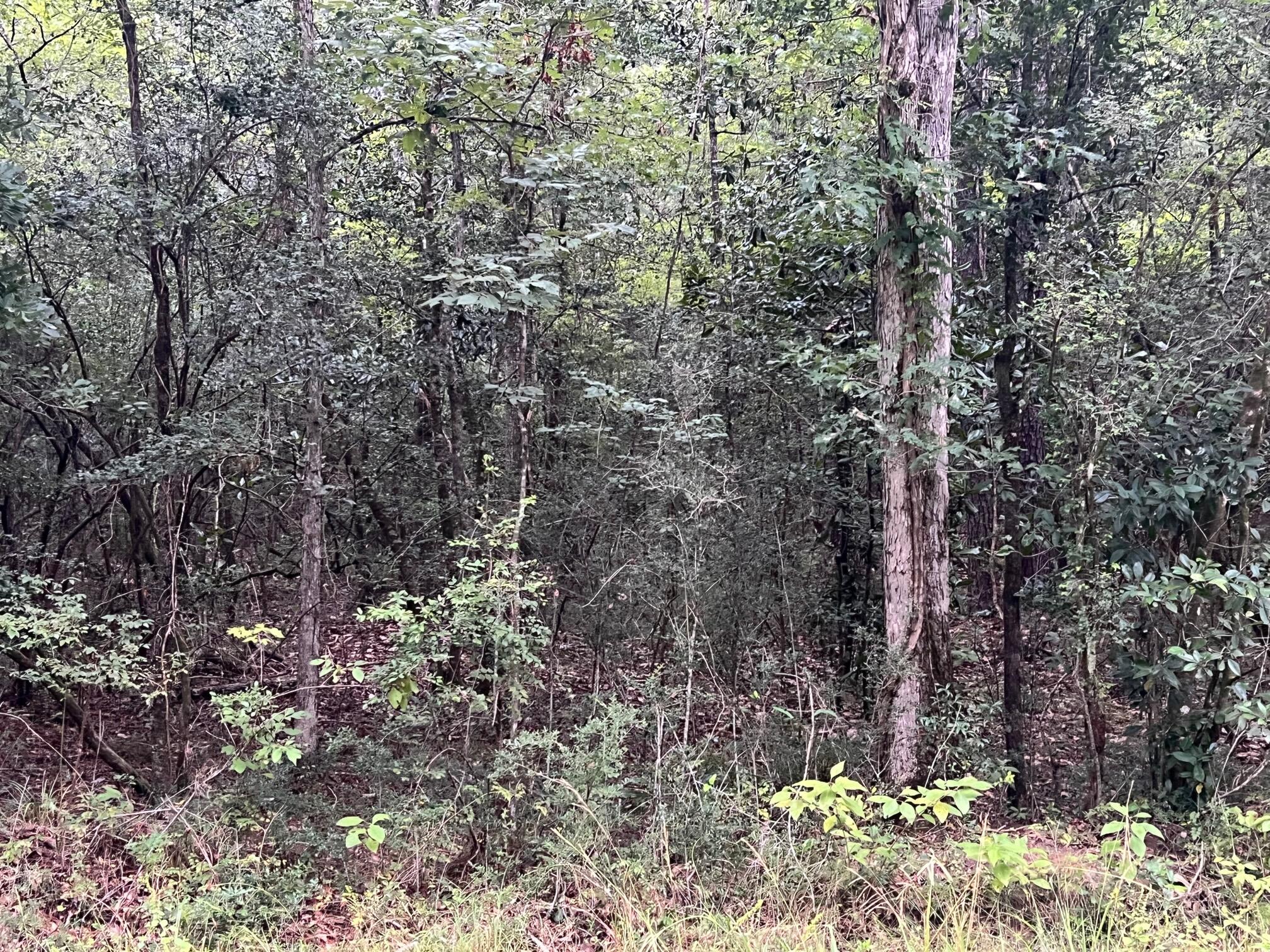 8.84-ac Crowder Chapel Road Crestview, FL 32539 - Photo 20 of 26 a view of a yard with a tree