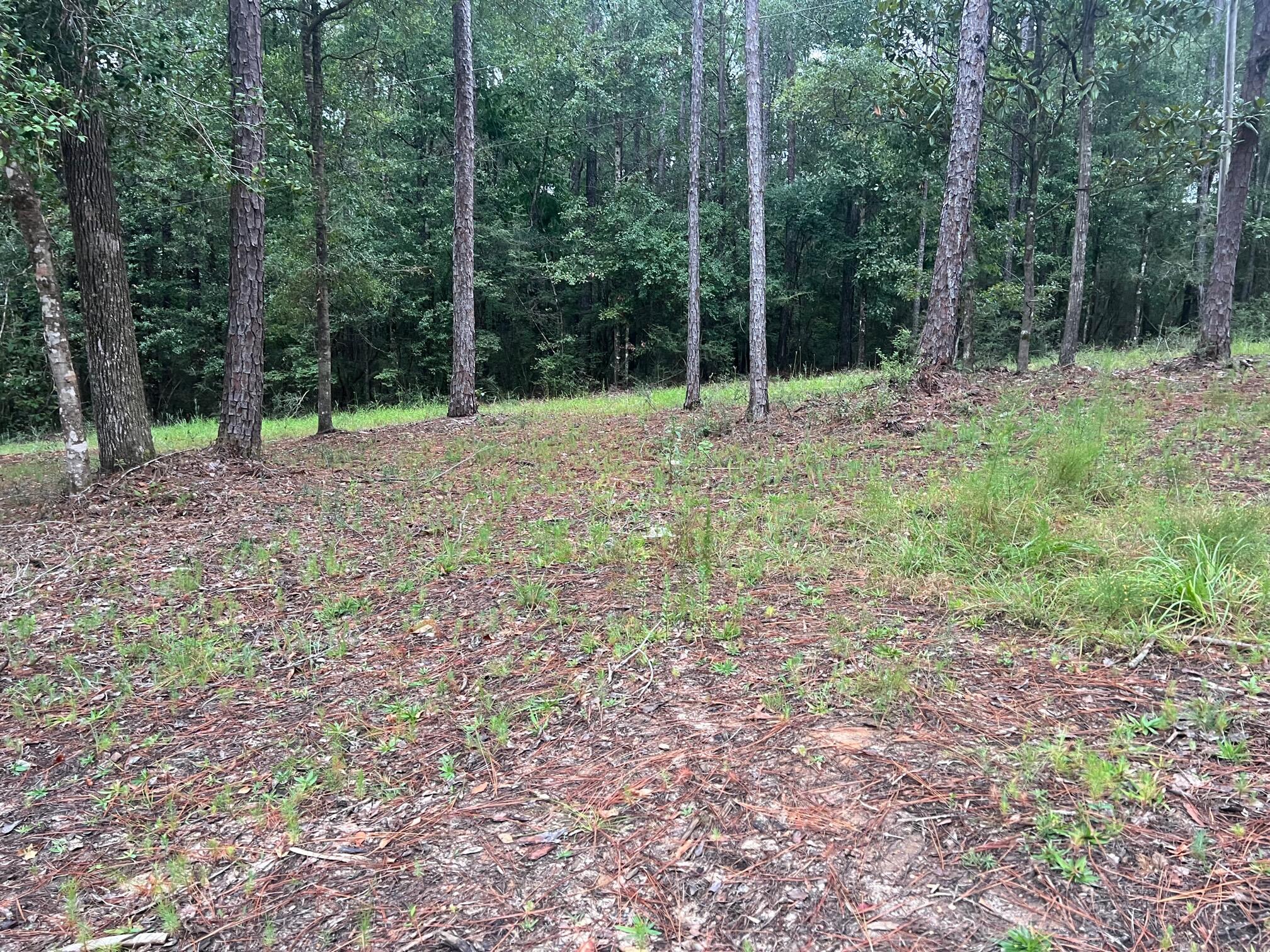 8.84-ac Crowder Chapel Road Crestview, FL 32539 - Photo 3 of 26 a view of outdoor space with trees