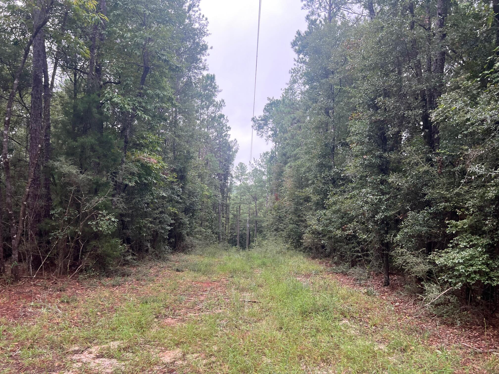 8.84-ac Crowder Chapel Road Crestview, FL 32539 - Photo 4 of 26 a view of a forest with trees in the background