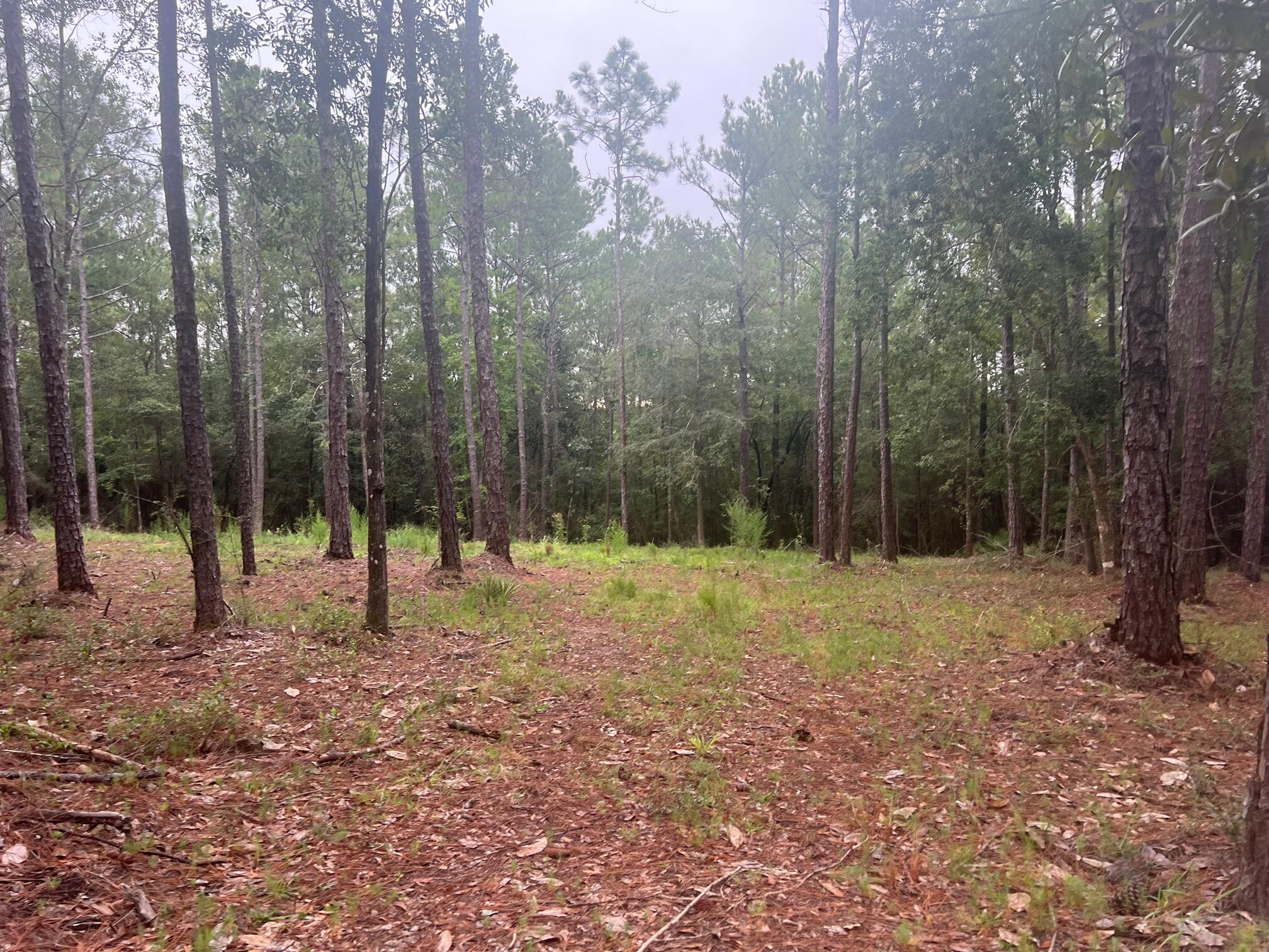 8.84-ac Crowder Chapel Road Crestview, FL 32539 - Photo 8 of 26 a backyard of a house with lots of green space and trees