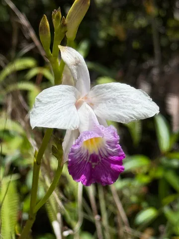 $22,000 | 11-1776 Wailele Street, Pahoa, HI 96778