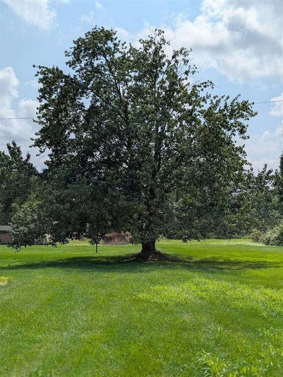 Picture perfect shade tree to sit under on those hot summer days