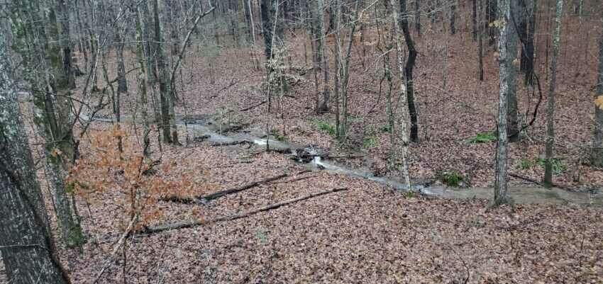 0 New Hope Road Five Points, TN 38457 - Photo 6 of 13 a view of a yard with large trees