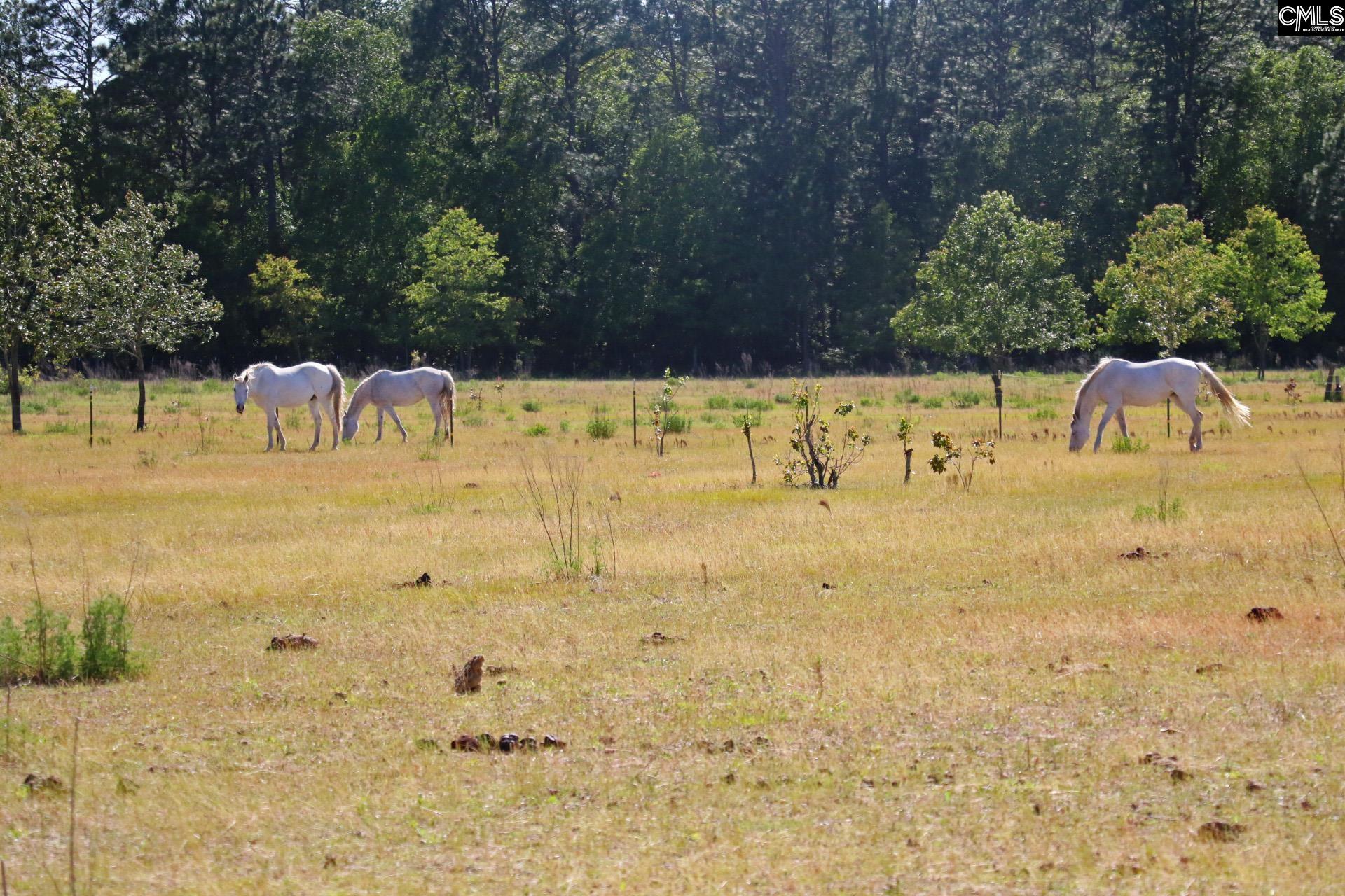 Tbd Browns Pond Road Wagener, SC 29164 - Photo 14 of 48