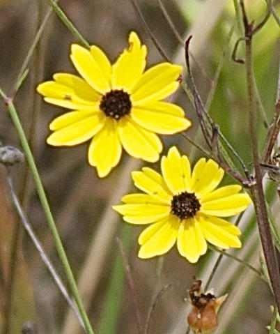 8841 First Tee Road Port St. Lucie, FL 34986 - Photo 202 of 228 180 Pine Glades Flowers One