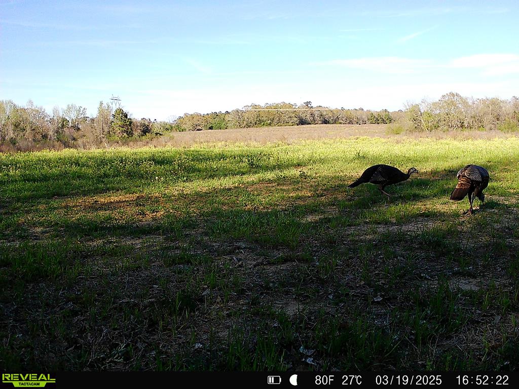 0 Macedonia Ch Road Columbia, AL 36319 - Photo 61 of 61