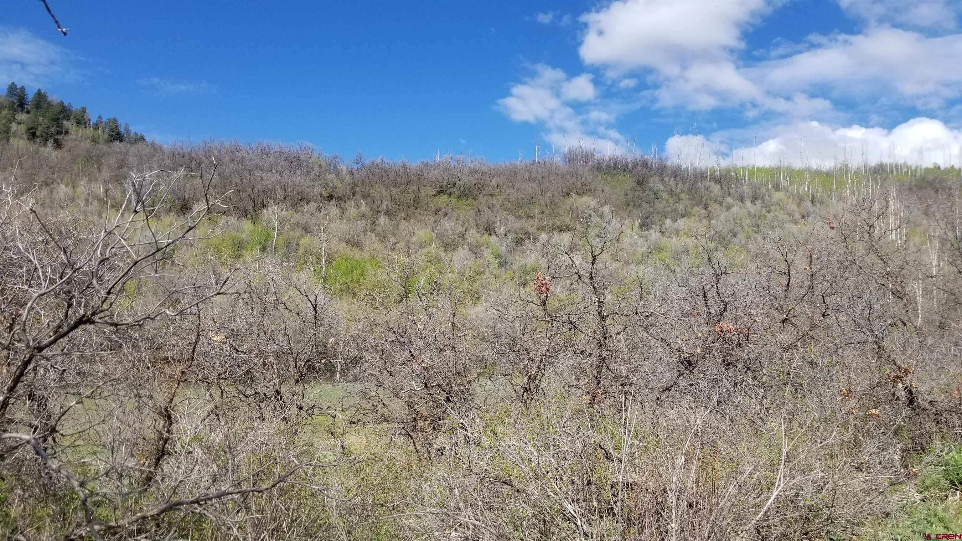 Tbd Tbd Destination Ranch Road Durango, CO 81301 - Photo 10 of 16 a view of a dry yard with lots of bushes