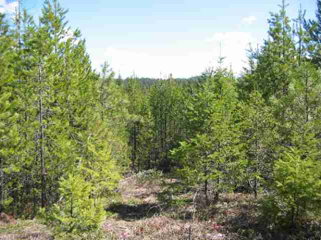 8531 1/2 Fertile Valley Road Newport, WA 99156 - Photo 6 of 7 Gallery Image 6
