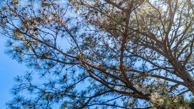 a backyard of a house with large trees