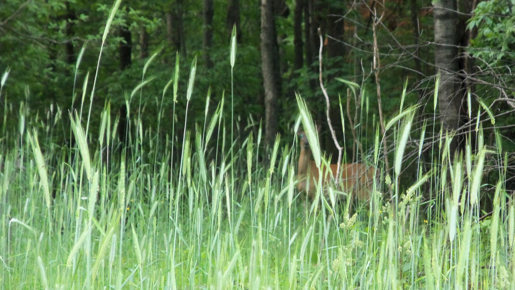 90-acres Kornstead Road Mellen, WI 54546 - Photo 11 of 42