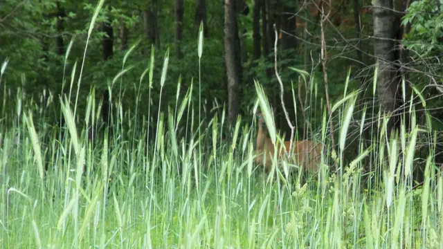 $159,900 | 90-acres 90-acres Kornstead Road, Mellen, WI 54546