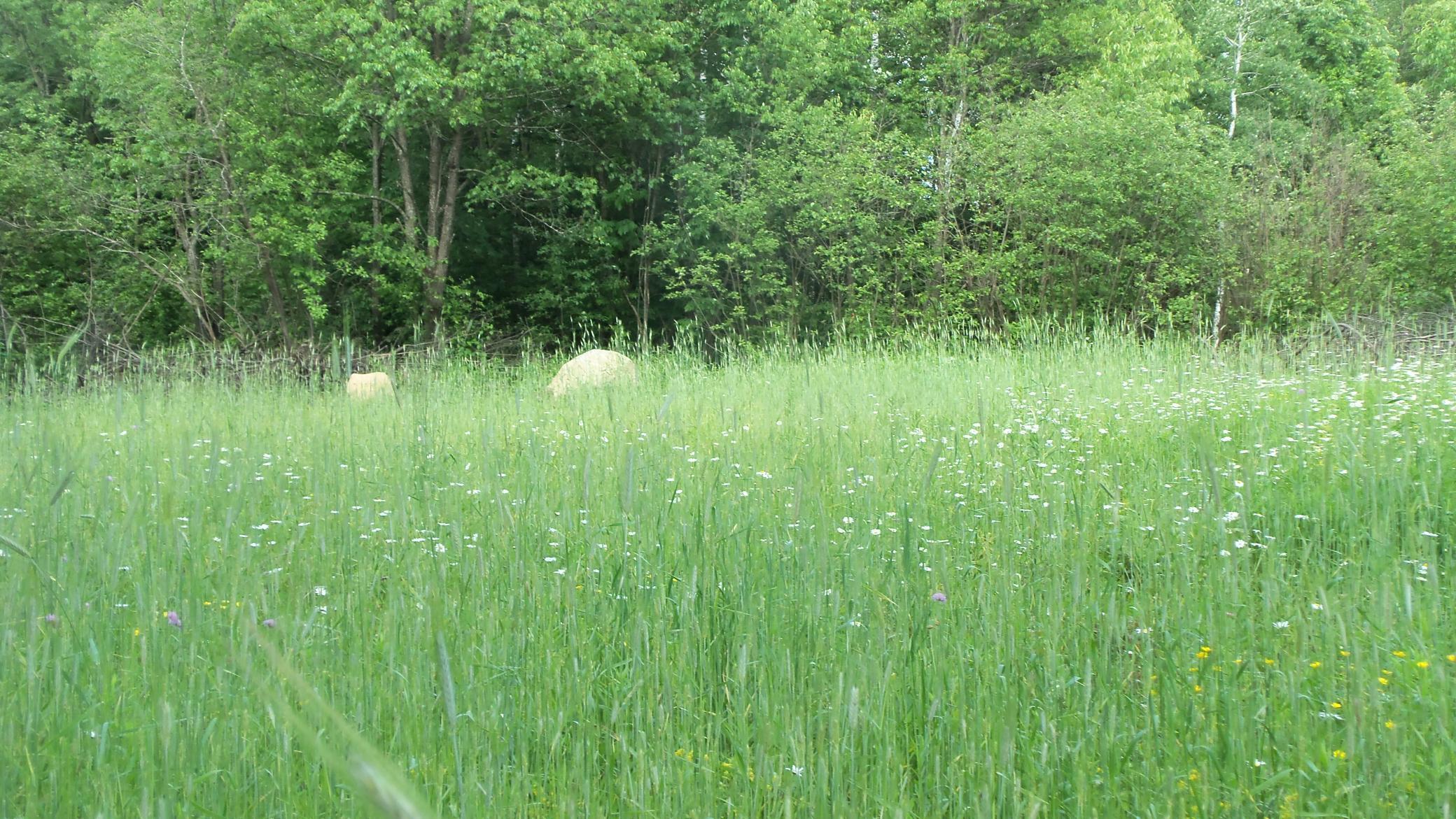 90-acres Kornstead Road Mellen, WI 54546 - Photo 12 of 42