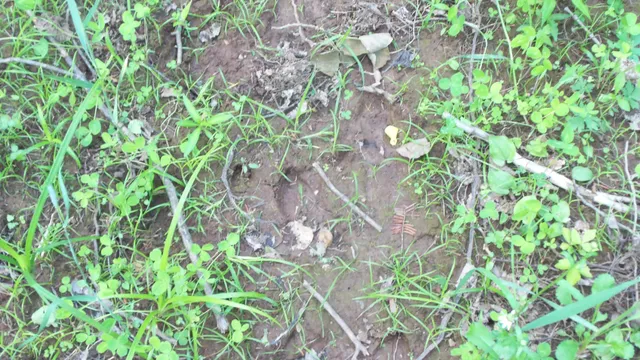 $159,900 | 90-acres 90-acres Kornstead Road, Mellen, WI 54546