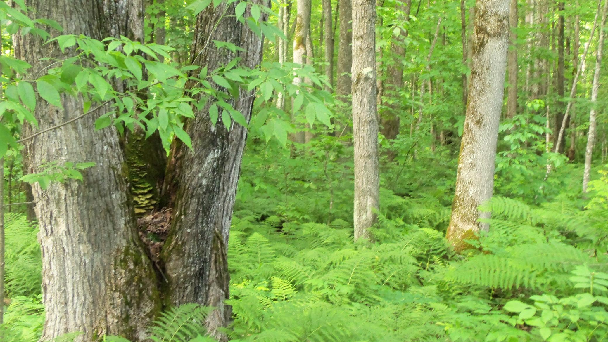 90-acres Kornstead Road Mellen, WI 54546 - Photo 16 of 42