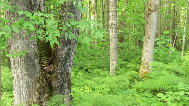 $159,900 | 90-acres 90-acres Kornstead Road, Mellen, WI 54546