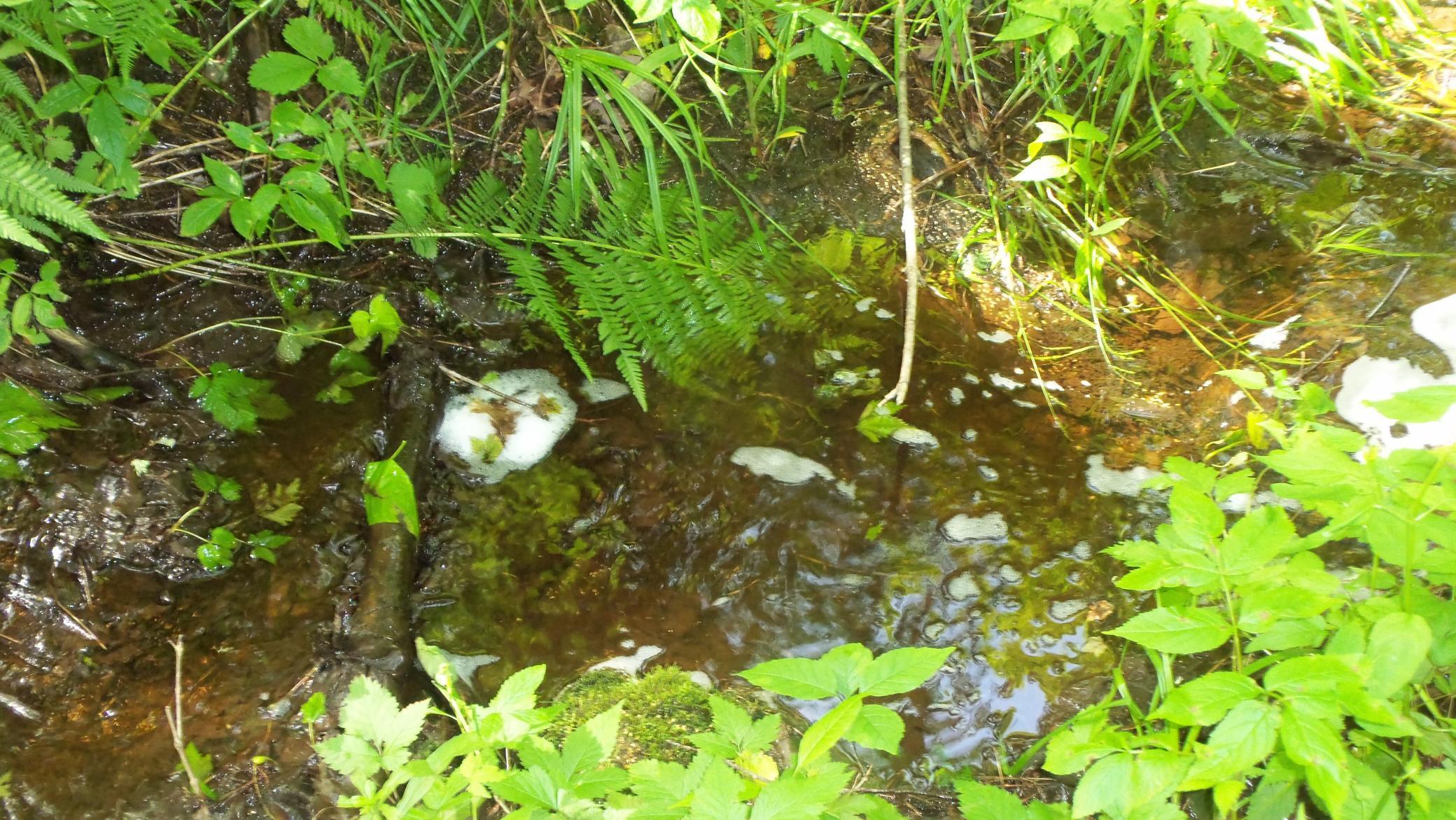 90-acres Kornstead Road Mellen, WI 54546 - Photo 17 of 42