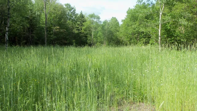 $159,900 | 90-acres 90-acres Kornstead Road, Mellen, WI 54546