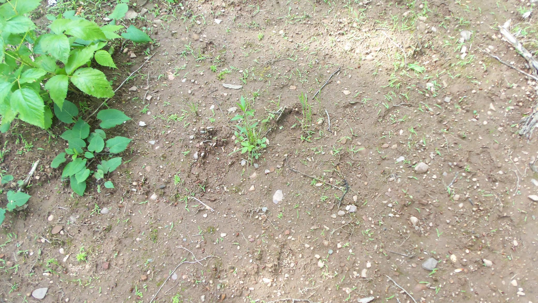 90-acres Kornstead Road Mellen, WI 54546 - Photo 30 of 42