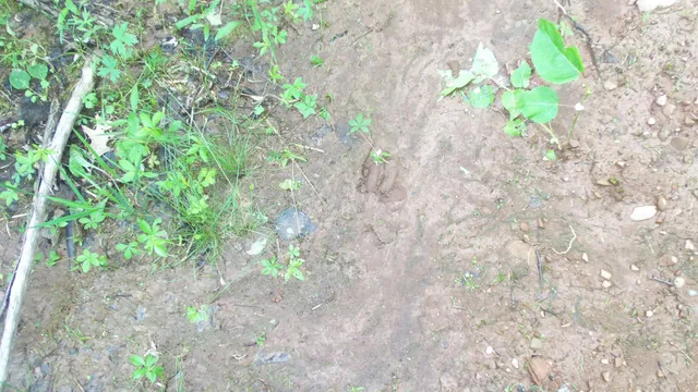 $159,900 | 90-acres 90-acres Kornstead Road, Mellen, WI 54546