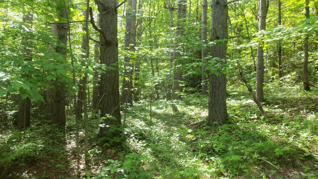 $159,900 | 90-acres 90-acres Kornstead Road, Mellen, WI 54546