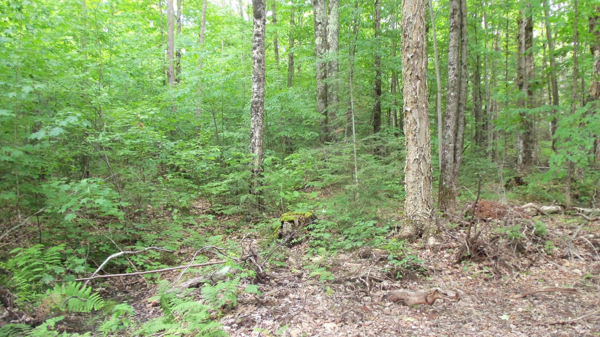 90-acres Kornstead Road Mellen, WI 54546 - Photo 38 of 42