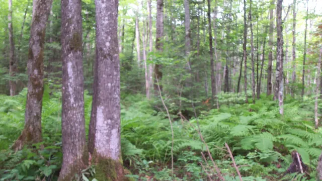 $159,900 | 90-acres 90-acres Kornstead Road, Mellen, WI 54546