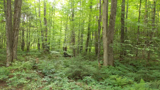 $159,900 | 90-acres 90-acres Kornstead Road, Mellen, WI 54546