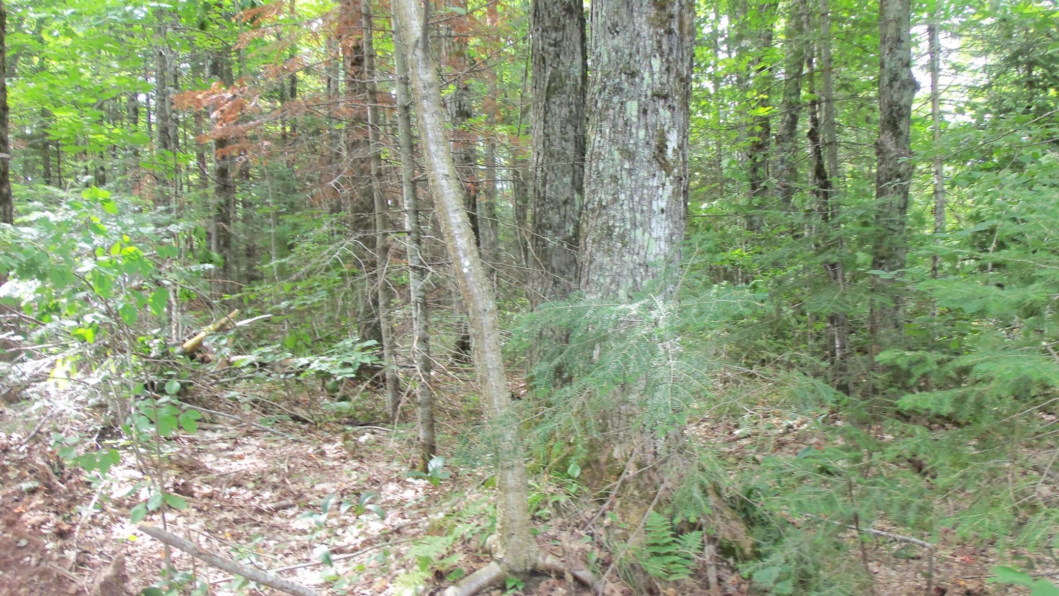 90-acres Kornstead Road Mellen, WI 54546 - Photo 8 of 42