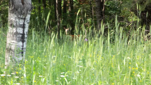 $159,900 | 90-acres 90-acres Kornstead Road, Mellen, WI 54546