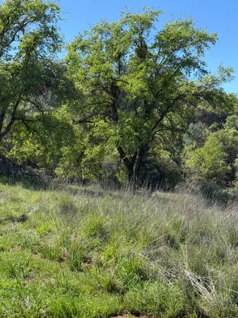a view of a lush green forest with large trees