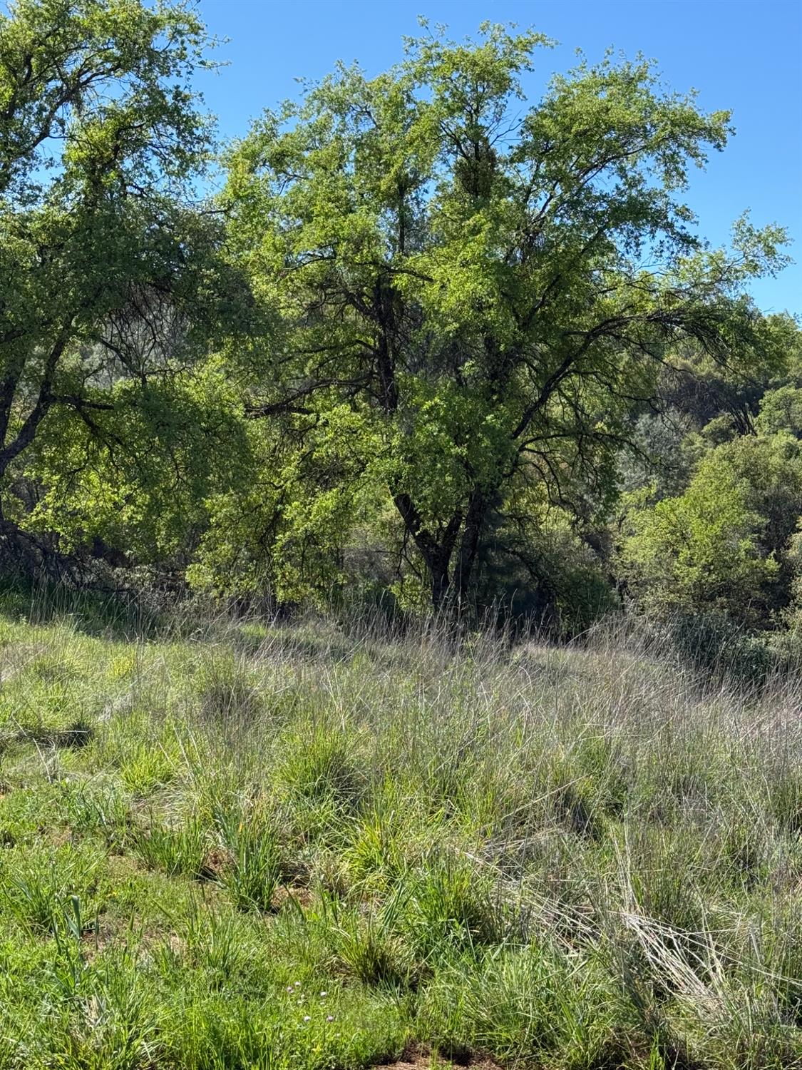 360 Pyshon Road Angels Camp, CA 95222 - Photo 21 of 28