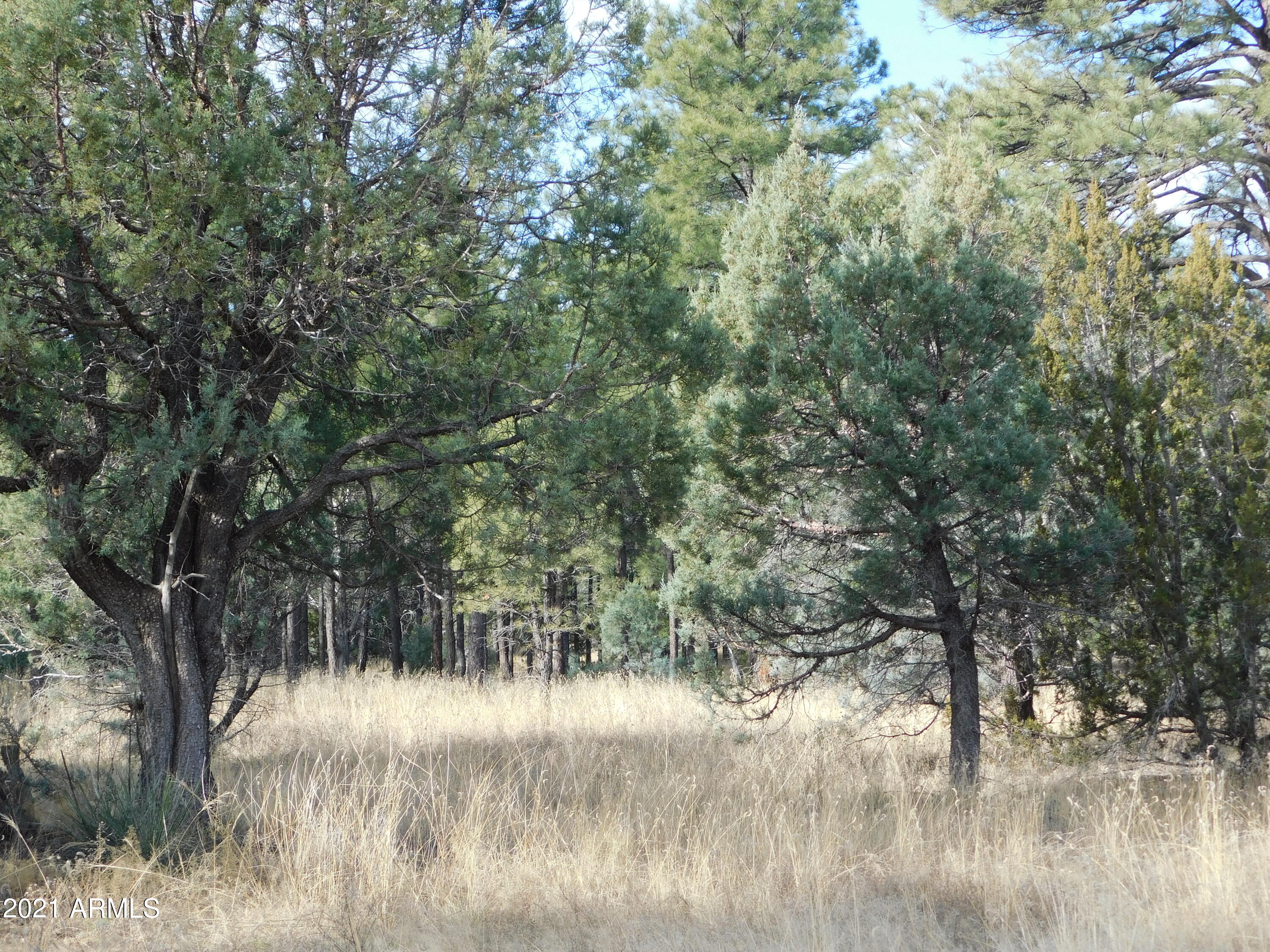 2086 Canyon Ridge Road Overgaard, AZ 85933 - Photo 1 of 3 2086 A Ponderosa Tr (1)