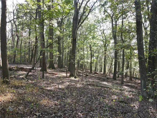 a view of a forest with trees in the background