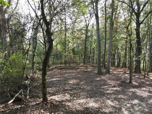 a view of a forest with trees in the background