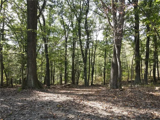 a view of a forest with trees in the background