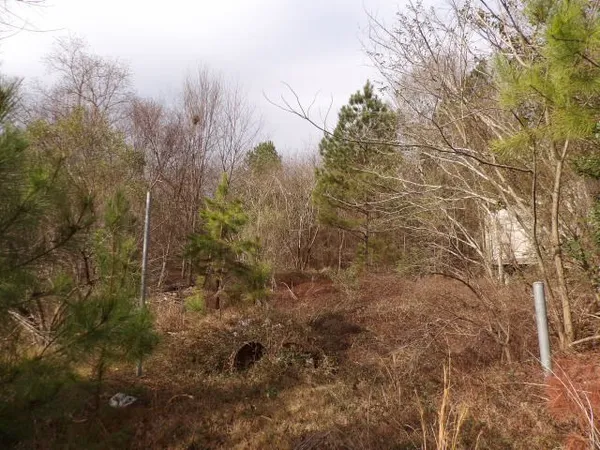 a view of a forest with trees in front of house