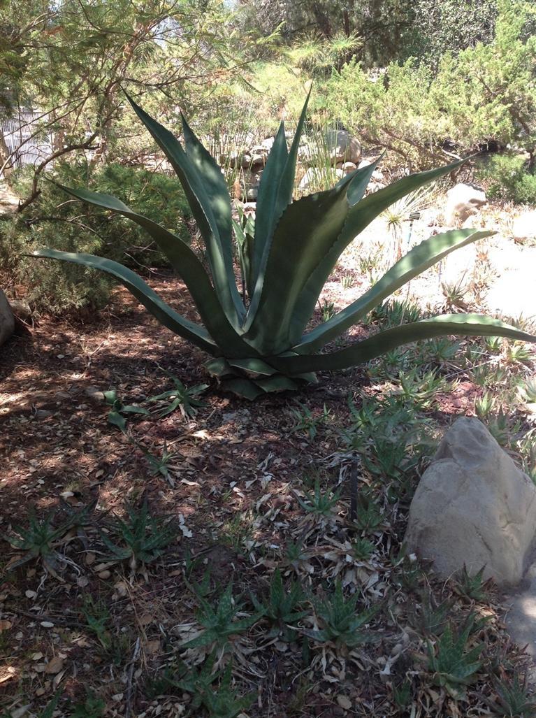 832 Oso Road Ojai, CA 93023 - Photo 19 of 39 Gallery Image 19