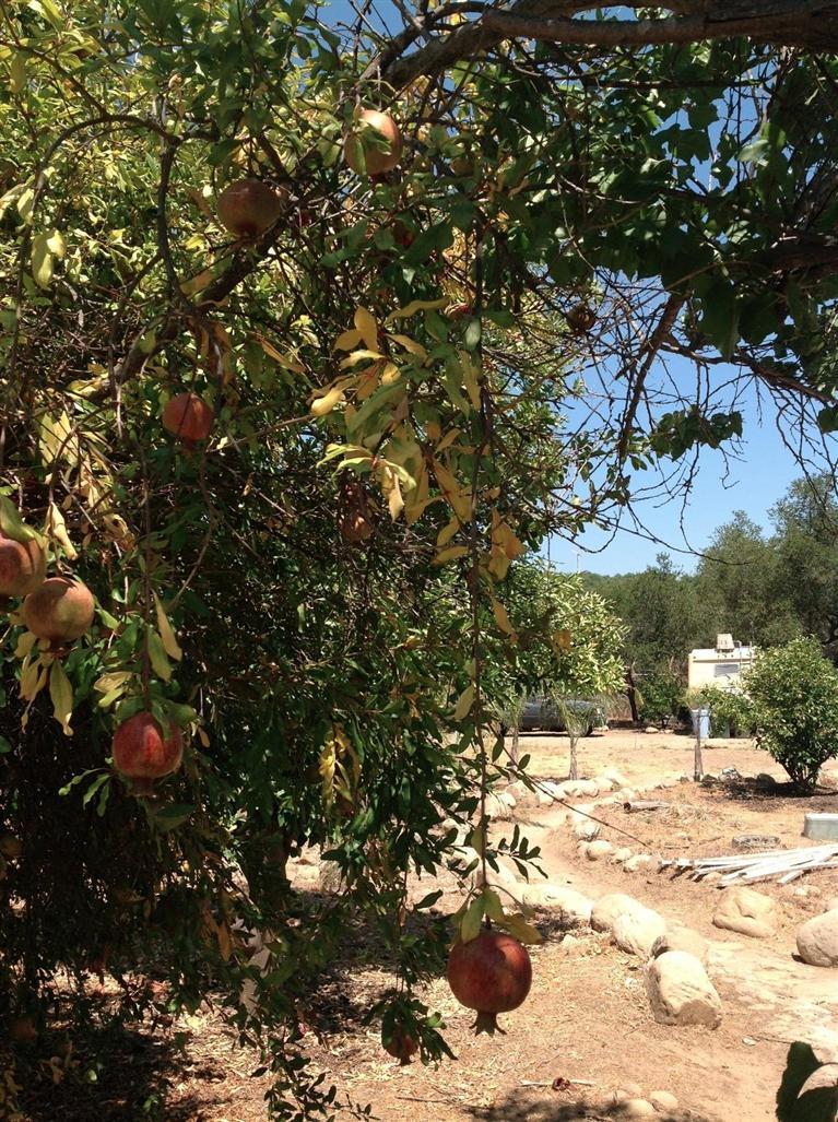 832 Oso Road Ojai, CA 93023 - Photo 32 of 39 Gallery Image 32