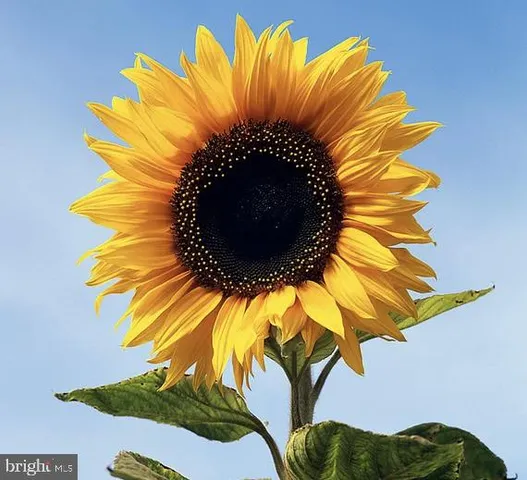 $330,000 | 113 Corn Tassel Road, Delta, PA 17314