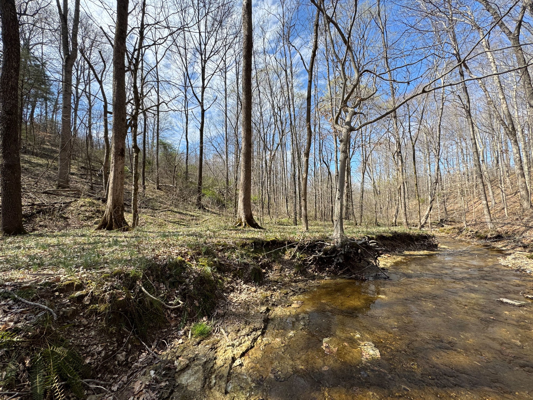1137 Poplar Grove Road Westmoreland, TN 37186 - Photo 12 of 38 a view of a backyard with large trees