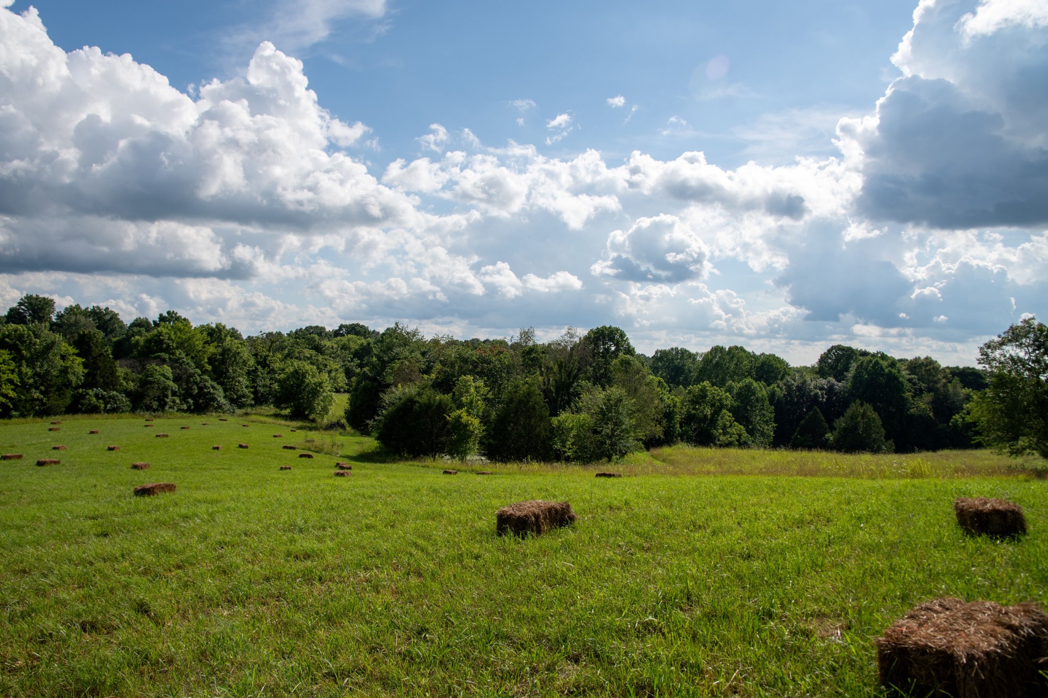 1137 Poplar Grove Road Westmoreland, TN 37186 - Photo 17 of 38 a view of a garden with a pathway