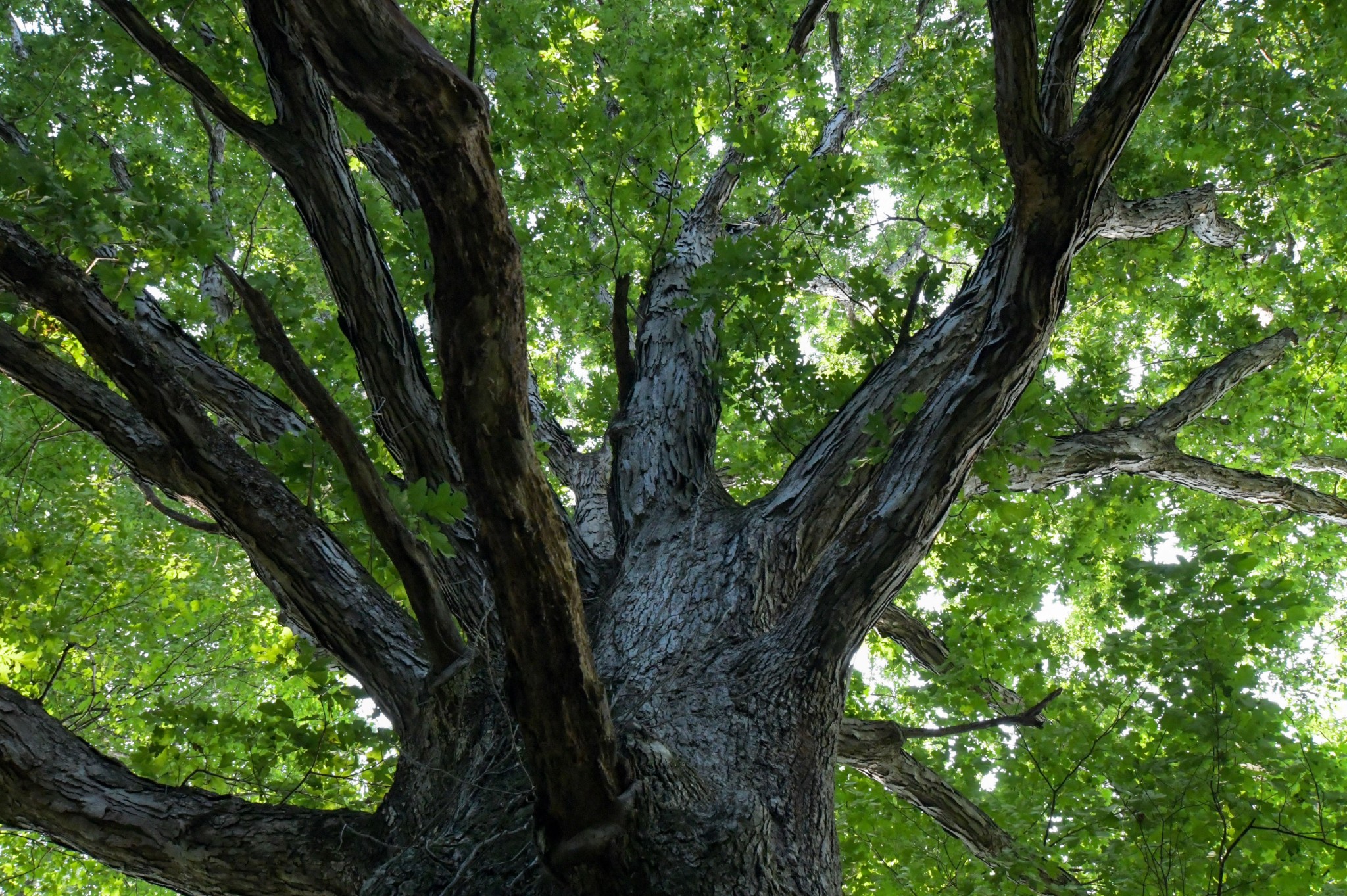 1137 Poplar Grove Road Westmoreland, TN 37186 - Photo 21 of 38 a view of tree