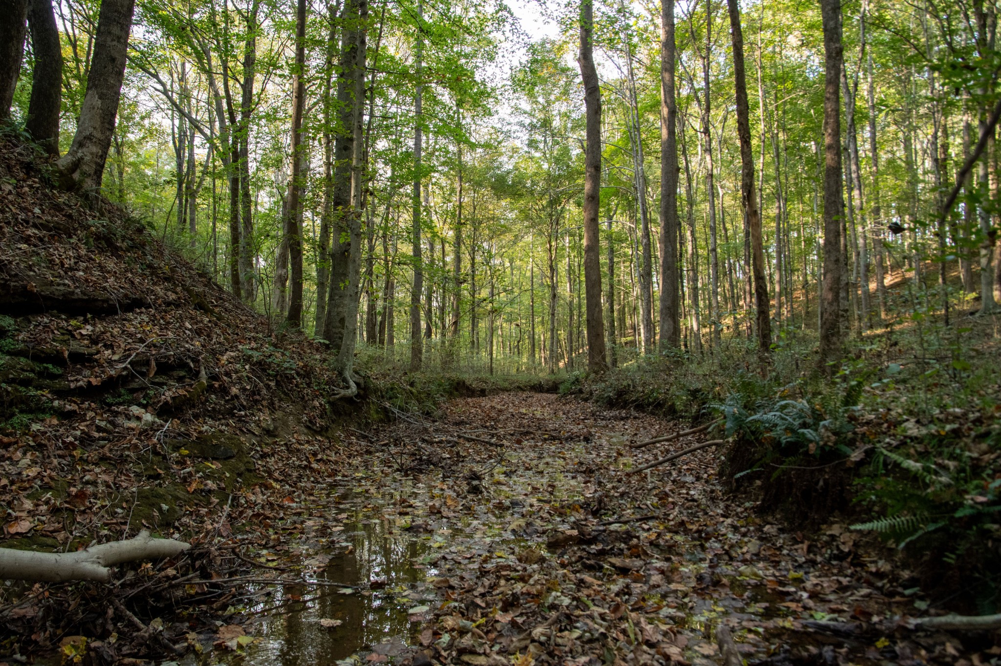 1137 Poplar Grove Road Westmoreland, TN 37186 - Photo 22 of 38 a view of a forest with trees in the background