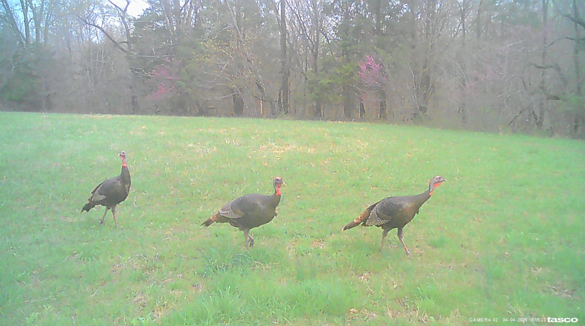 1137 Poplar Grove Road Westmoreland, TN 37186 - Photo 25 of 38 a backyard of a house with table and chairs