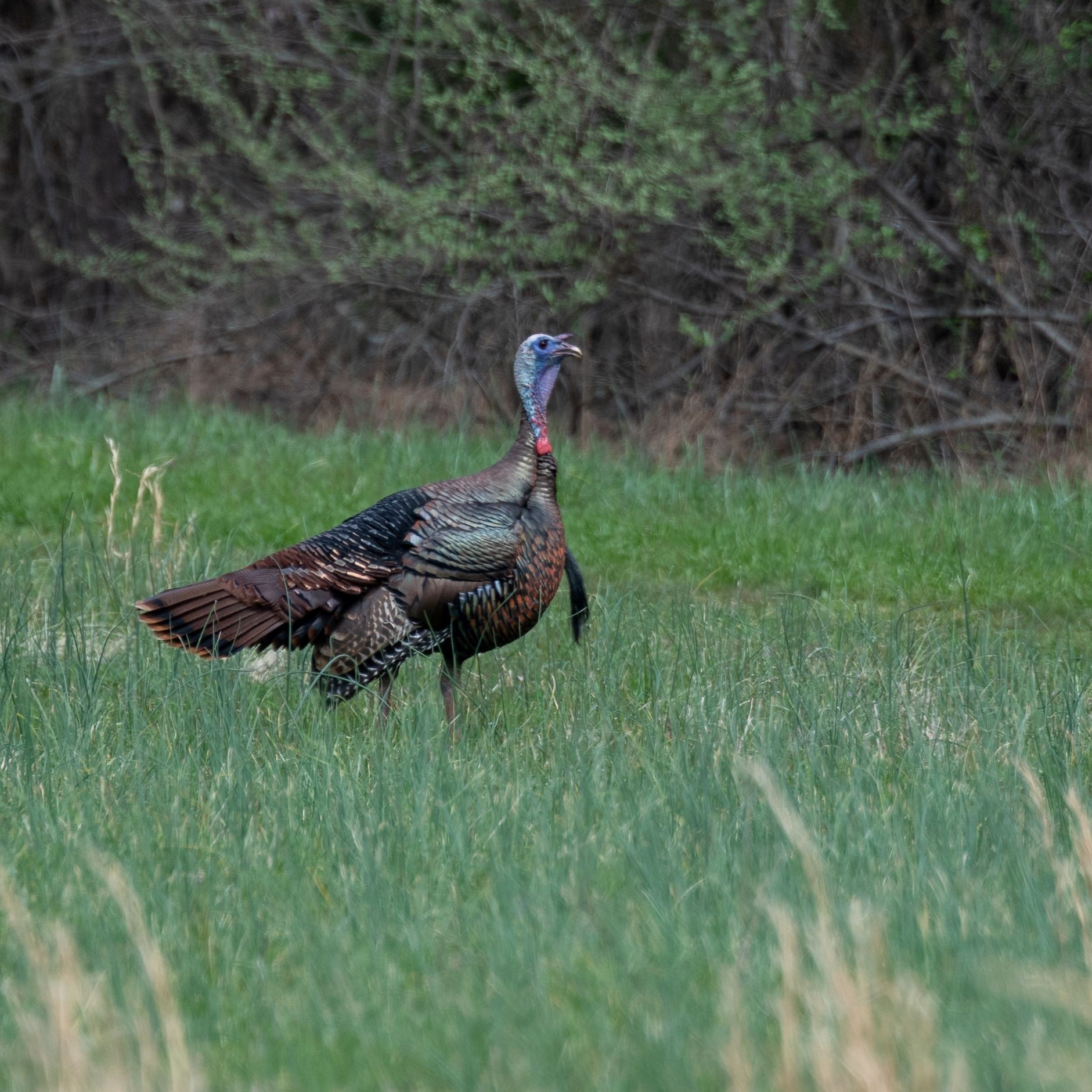 1137 Poplar Grove Road Westmoreland, TN 37186 - Photo 26 of 38 a backyard of a house with lots of green space
