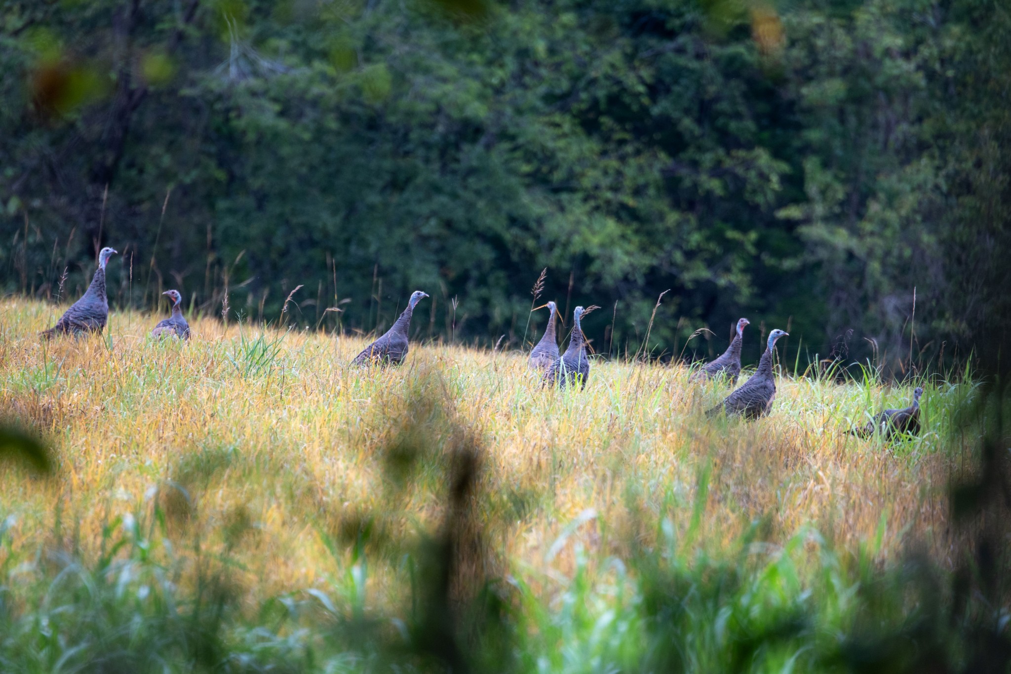 1137 Poplar Grove Road Westmoreland, TN 37186 - Photo 30 of 38 a view of a lake view