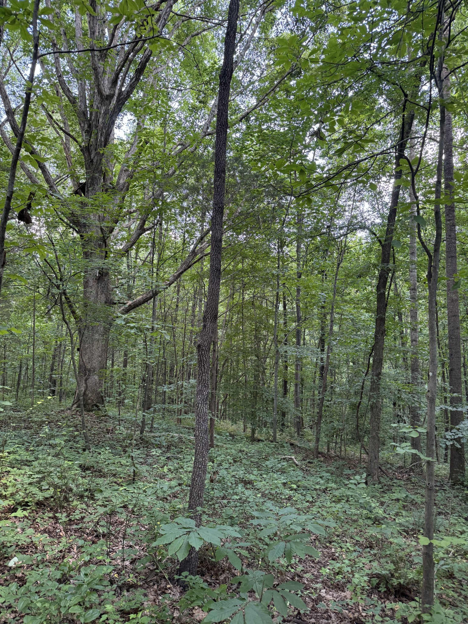 1137 Poplar Grove Road Westmoreland, TN 37186 - Photo 3 of 38 a view of a forest with trees