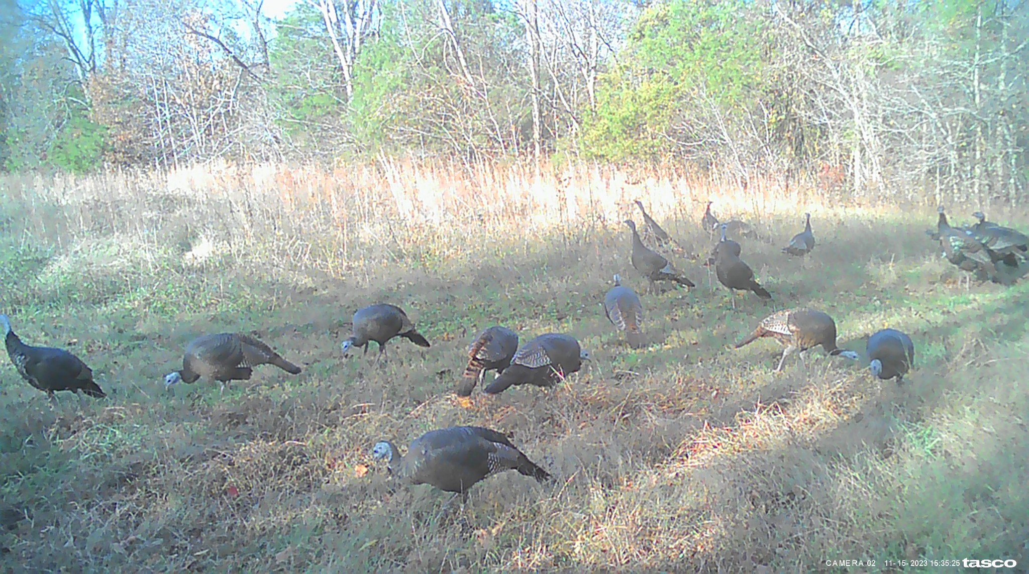 1137 Poplar Grove Road Westmoreland, TN 37186 - Photo 31 of 38 a view of a yard with a tree