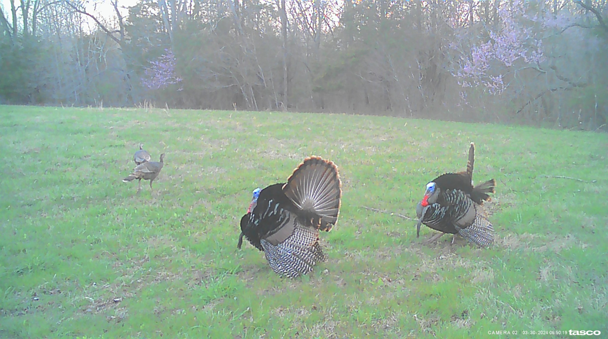 1137 Poplar Grove Road Westmoreland, TN 37186 - Photo 33 of 38 a backyard of a house with table and chairs