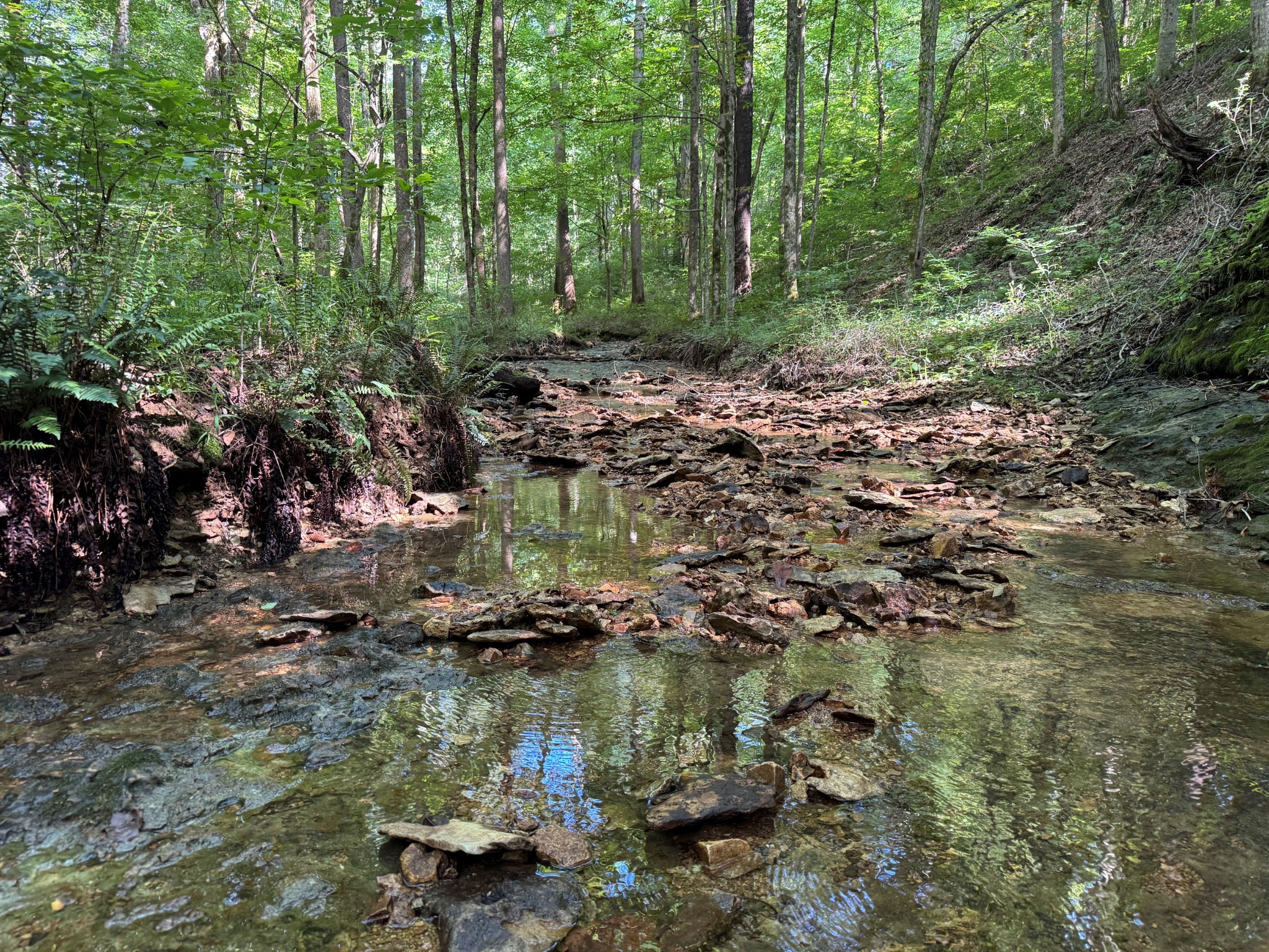 1137 Poplar Grove Road Westmoreland, TN 37186 - Photo 4 of 38 a view of a lake with green space